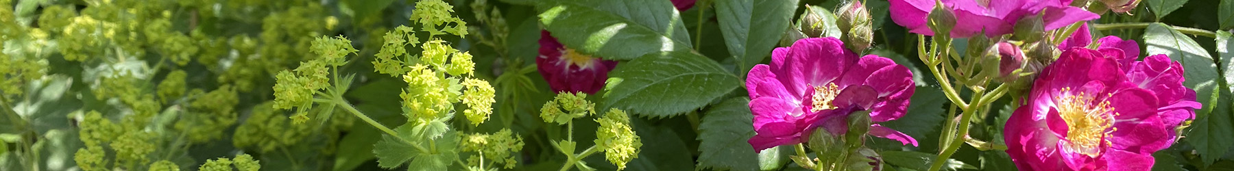 Wilde Rose und Frauenmantel